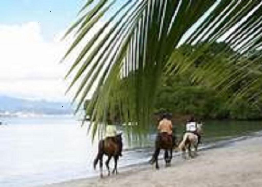 Appartement Rosbambou Les Pieds Dans L Eau 勒迪亚芒 外观 照片
